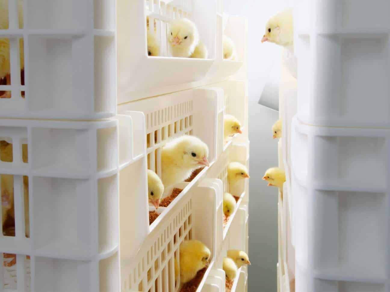 Royal Pas Reform 3 Aspect Ratio 4 3